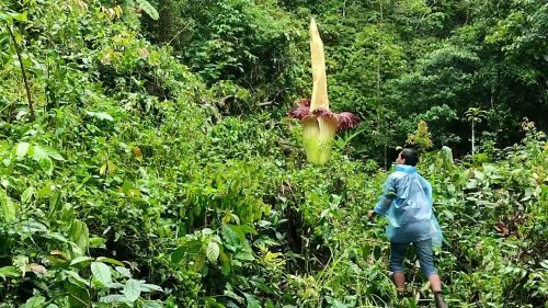 Group Witnesses Rare Corpse Flower In The Wild - Videos from The Weather Channel