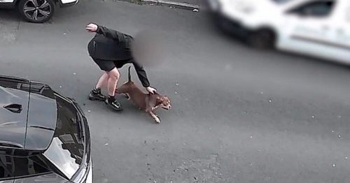 Pocket bully killed child's therapy dog after fleeing owner and locking jaws on 'pup'