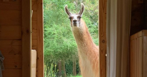 I stayed in a holiday home at a llama sanctuary and didn't stop smiling until I left