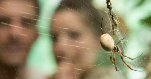 Guide to UK's spiders that may pay you a visit