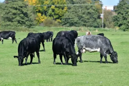 Woman walking dogs is trampled to death by herd of cows in Wales
