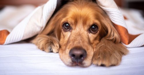 Woman scared her husband will discover her affair thanks to her dog