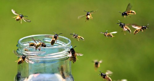 Keep wasps away from you and your garden by using this 22p kitchen item