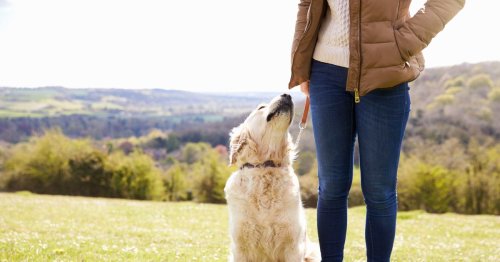 Warning over 10 common garden plants that are ‘severely’ toxic to dogs