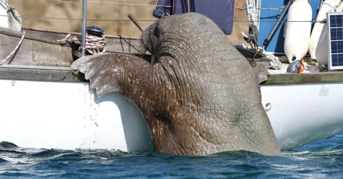 Wally the Walrus is back in UK and has been trying to board a boat