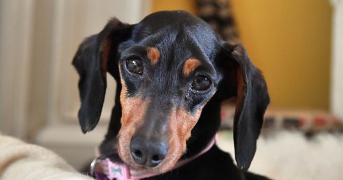 The terminally ill 'sausage dog' searching for a last loving home before her tail stops wagging for ever