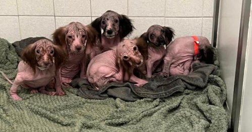 What a difference - seven pups dumped bald and deformed transformed in just four weeks
