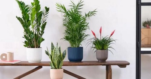 Dunelm's 'unkillable' house plants can even help you get to sleep