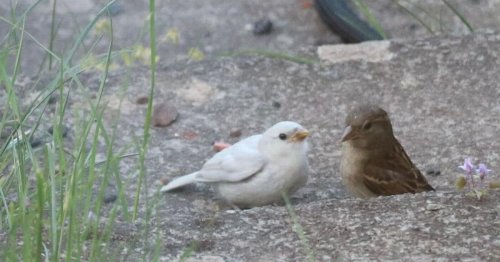 Incredibly rare white sparrow pictured in Cardiff park