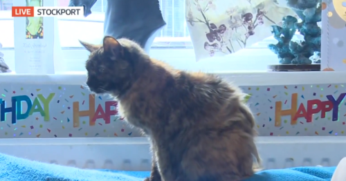 Cat owner shares simple diet change that helped pet live to 30 years old