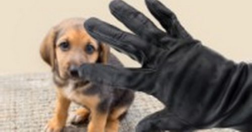 Expert's top tips to prevent your dog from being stolen
