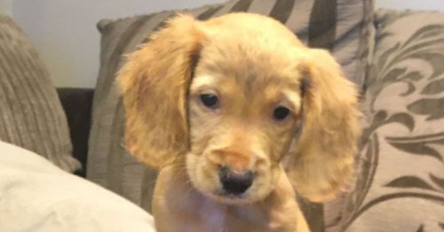 Schoolboy fools dad into getting puppy by impersonating mum on WhatsApp