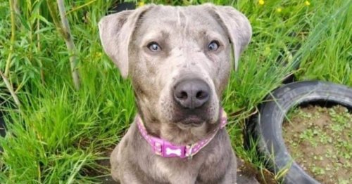 8 rescue dogs in Wales desperate to find their forever homes