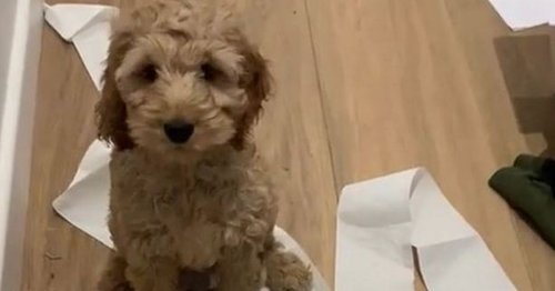 Dog dubbed 'real Andrex Puppy' found surrounded by 32-feet of toilet roll