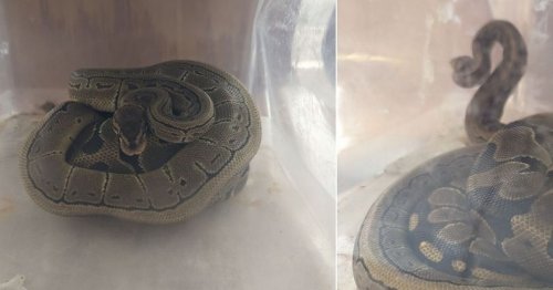 Snakes thrown out of car window rescued by concerned motorist