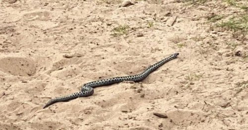 Venomous snake spotted on popular walking route in Gower