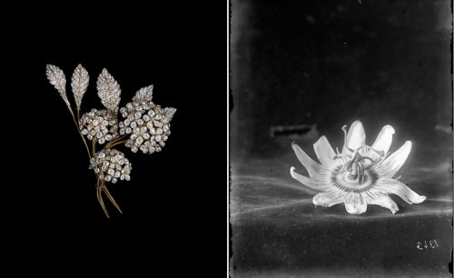 Botany meets Chaumet high jewellery in new Paris exhibition