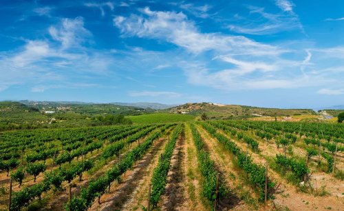 Discover Greek wines this summer on these island wine trails