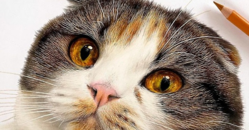 Photos Ou Dessins Avec Des Crayons De Couleur Un Artiste Cree Des Portraits De Chats Super Realistes Flipboard