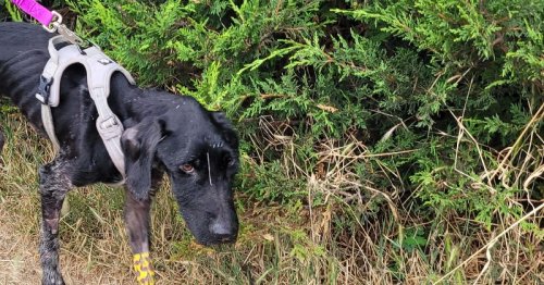 Un homme adopte un chien à la SPA et le laisse mourir de faim