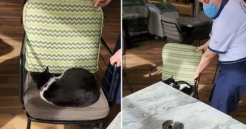 Un client demande qu'on enlève le chat qui dort sur la chaise : la réaction de la serveuse est étonnante
