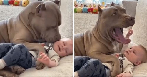 Le Pitbull S Approche Du Bebe Et Le Leche Tout D Un Coup Il Ouvre Sa Gueule En Grand Video Flipboard