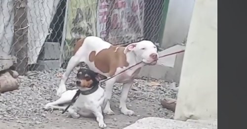 Un chien libère un toutou attaché par une corde : 5 millions de personnes sont surprises en découvrant la vérité