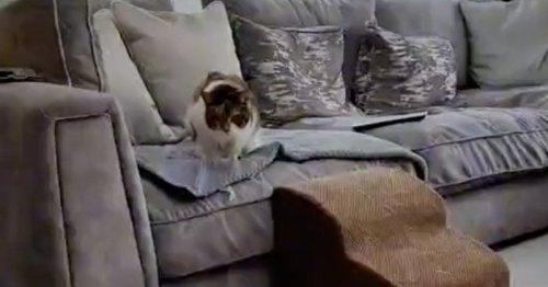 Il révèle enfin pourquoi son chat a une démarche étrange : les internautes en ont le souffle coupé (vidéo)