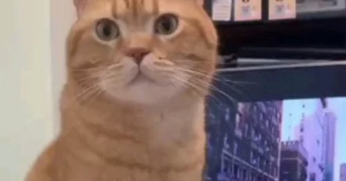 Il est persuadé que son chat a compris sa demande : les internautes sont hilares devant sa réaction (vidéo)
