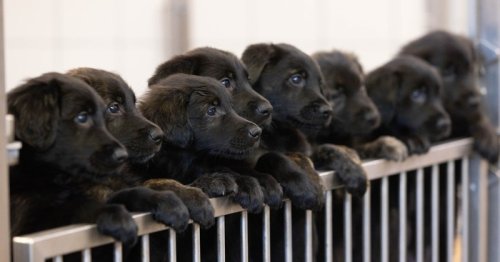 La chienne donne naissance : l’association est émue devant la plus grande portée de chiens-guides en 60 ans