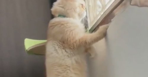 Quand une dispute éclate entre les voisins, son chat a un réflexe qui la fait mourir de rire (vidéo)