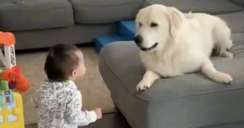 Un chien voit la fille de ses maîtres faire ses premiers pas : ils ont le souffle coupé devant sa réaction (vidéo)