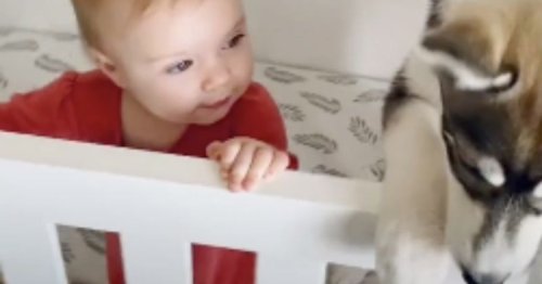 Le Husky Saute Dans Le Berceau La Reaction Du Bebe Fait Craquer Les Internautes Video Flipboard