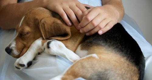Clinique vétérinaire en panique : pourquoi tout le monde n'est-il pas encore au courant ?