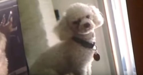 Deux personnes se disputent la garde d'un chien, la juge prend une décision difficile à croire (Vidéo)