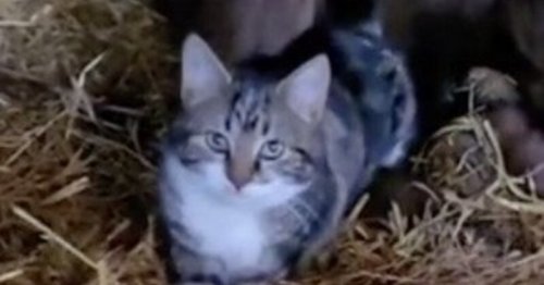Elle cherche son chat et le surprend dans la grange : elle a du mal à le croire quand elle voit qui est assis à côté (vidéo)