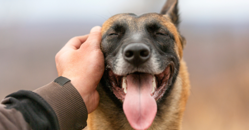 Les propriétaires de chiens sont plus heureux que les personnes qui n’en ont pas, selon une étude
