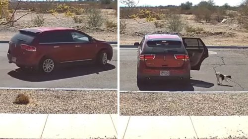 Filmée par la vidéosurveillance, on l'entend dire une chose terrible quand elle jette son chien de la voiture (vidéo)