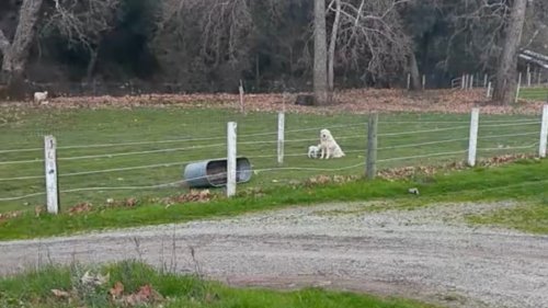 L'agneau fait une énorme confusion le premier jour de sa vie : le chien de berger n'hésite pas une seconde (vidéo)