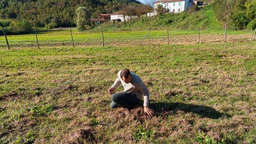 Lunigiana Saffron: Terre di Bigliolo