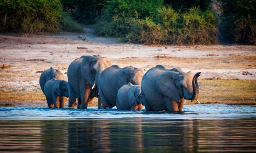 Botswana: Country and Safari Guide