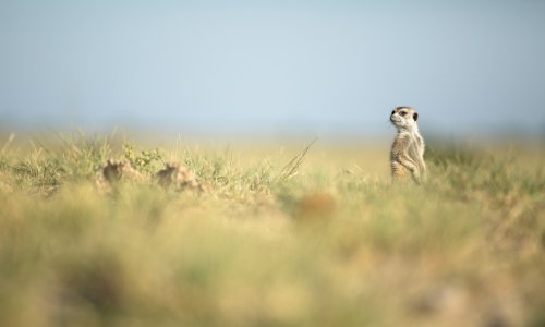 A Meerkat Salt Pan Tour Adventure in Botswana