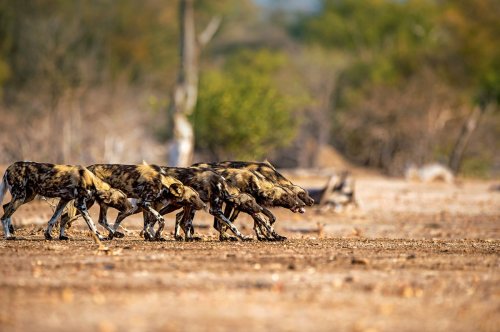 Leader of the Pack: Following Painted Wolves in Mana Pools NP, Zimbabwe