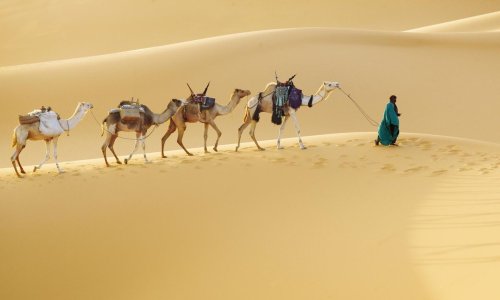 'I crossed the Sahara by camel'