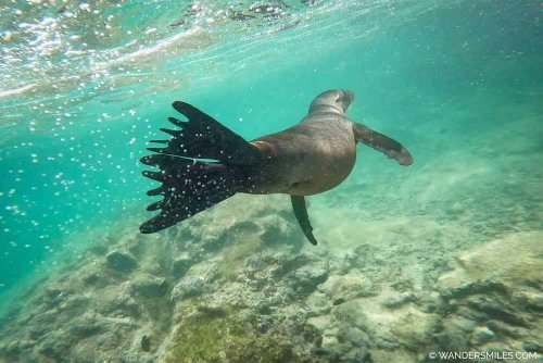 Snorkelling in Concha de Perla | Isabela Island, Galapagos | She Wanders Miles