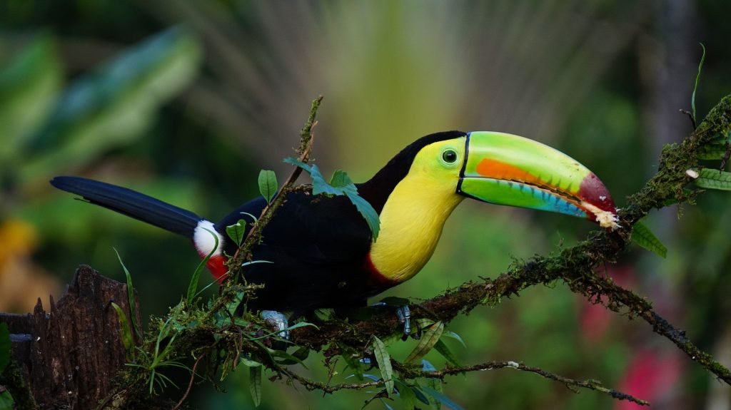 Exploring Minca – Top Spot for Birding in Colombia
