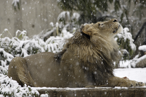 what-happens-when-an-animal-dies-at-the-national-zoo-flipboard