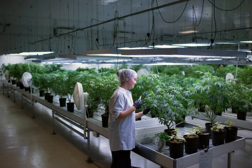 Canada’s next big move? It may be legalizing pot.