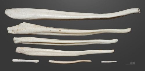The history of the penis bone is utterly perplexing