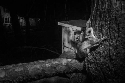 Opinion | These invisible ‘wild neighbors’ need our help
